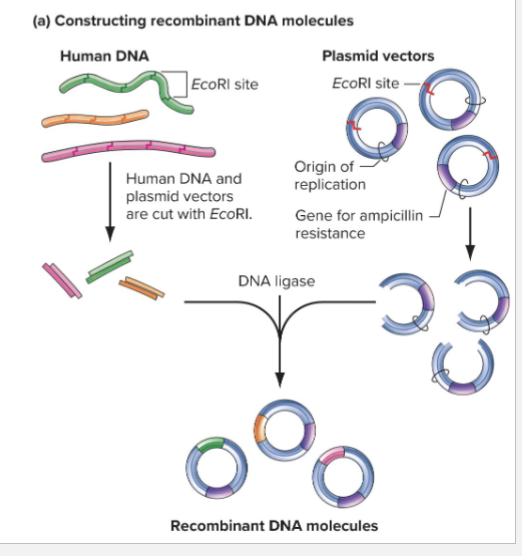 <p>DIFFERENT RECOMBINANT MOLECULE</p><ul><li><p>Pieces being inserted are random</p></li><li><p>Result is many different recombinant vectors</p></li></ul><p></p>