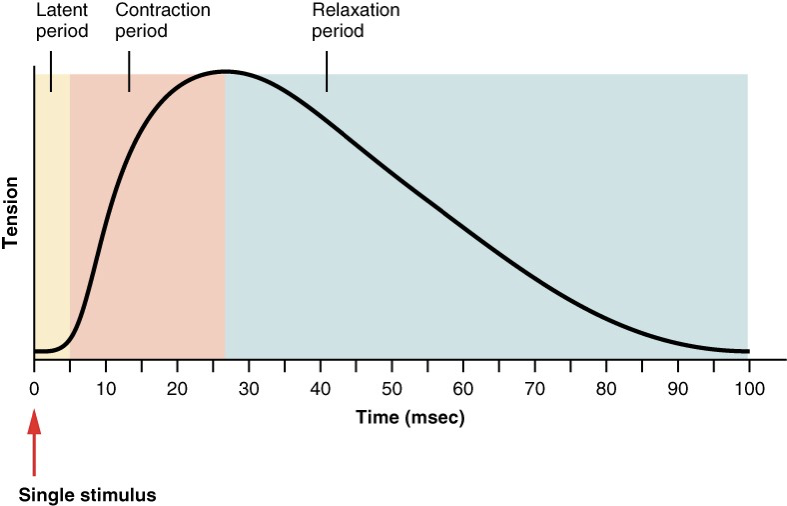 a myogram is used to measure the twitch