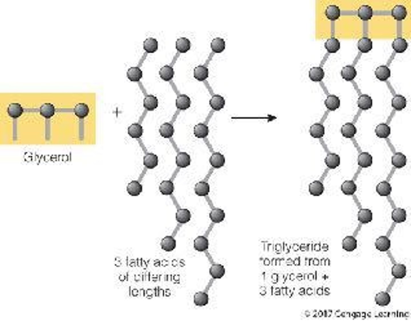 <p>Three fatty acids attached to a glycerol backbone.</p>