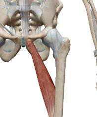 <p>Long adducteur</p>