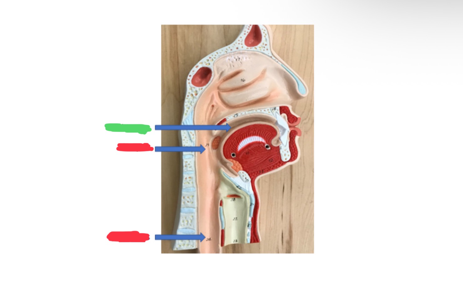 knowt flashcard image