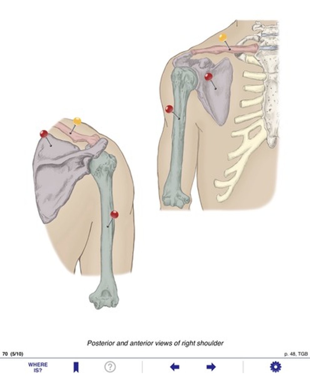 <p>Name the bone at that yellow pin</p>