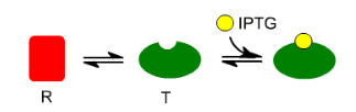 <p>What allosteric changes are happening in the lac repressor?</p>