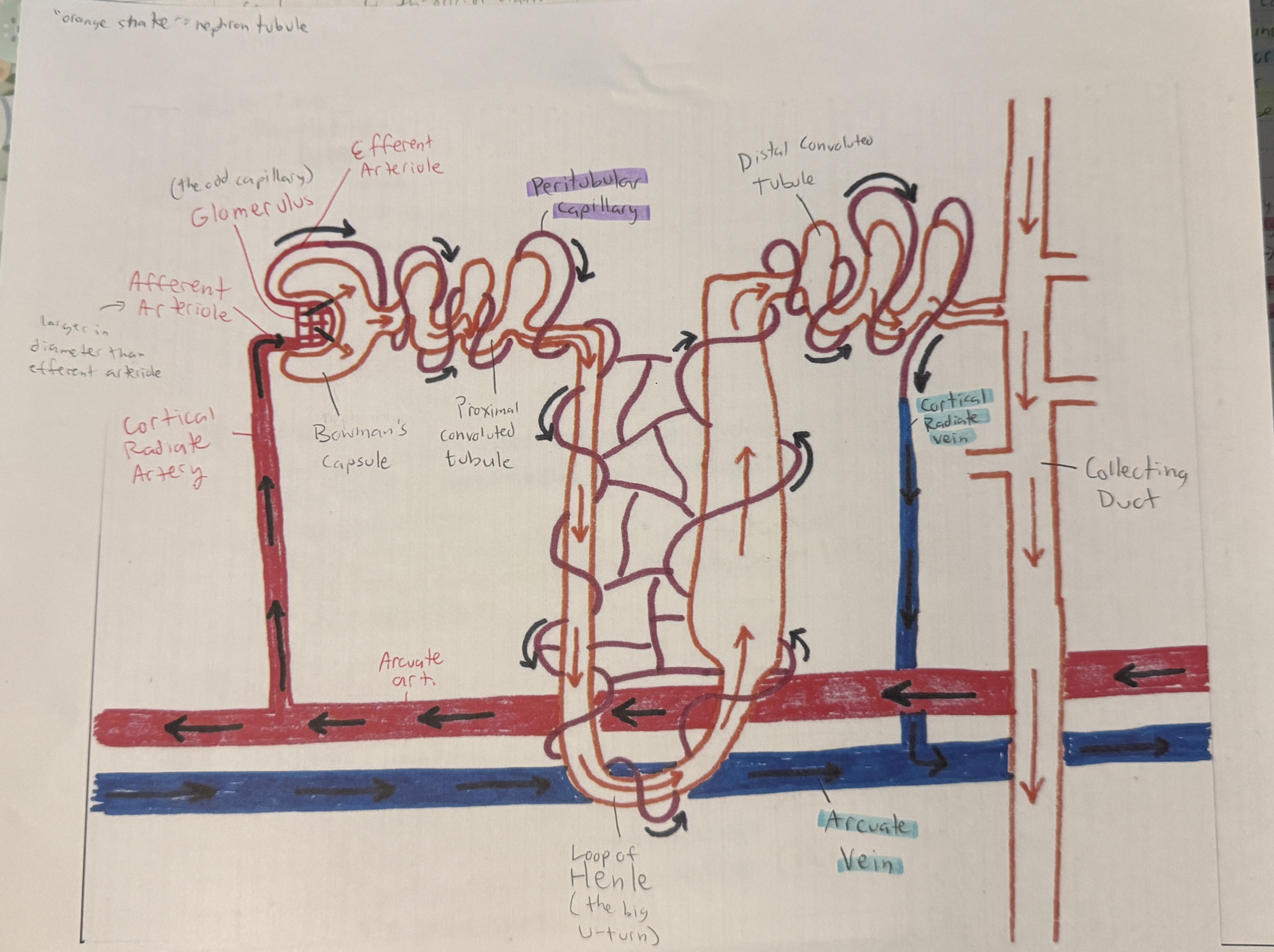 <ul><li><p><mark data-color="purple" style="background-color: purple; color: inherit">Bowman’s capsule</mark>- the “<strong>snake head</strong>” of the nephron tubule</p></li><li><p><mark data-color="purple" style="background-color: purple; color: inherit">Proximal convoluted tubule</mark>- the “<strong>neck”</strong> of the “snake”, connected to the head with many turns</p></li><li><p><mark data-color="purple" style="background-color: purple; color: inherit">Loop of Henle</mark>- the “<strong>large U-turn”</strong> </p></li><li><p><mark data-color="purple" style="background-color: purple; color: inherit">Distal convoluted tubule</mark>- the <strong>twisty end</strong> of the “snake” with the end connecting to the <strong>collecting duct</strong></p></li><li><p><mark data-color="purple" style="background-color: purple; color: inherit">Collecting duct</mark>- the <strong>duct</strong> at the <strong>end </strong>of the “snake”</p></li></ul><p></p>