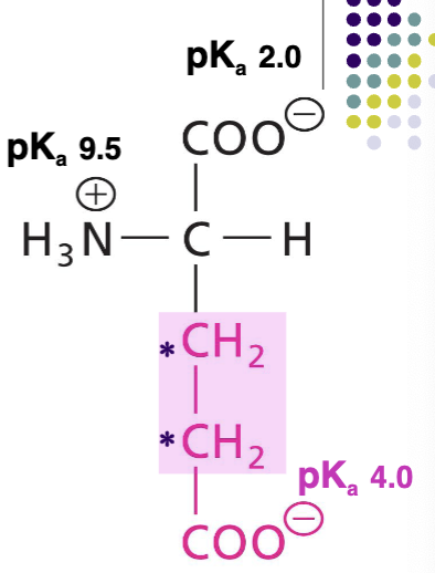 <p>Negtaive charged R at pH 7, second carboxyl group on two extra C, acidic AA, very polar, H-bond acceptor</p>