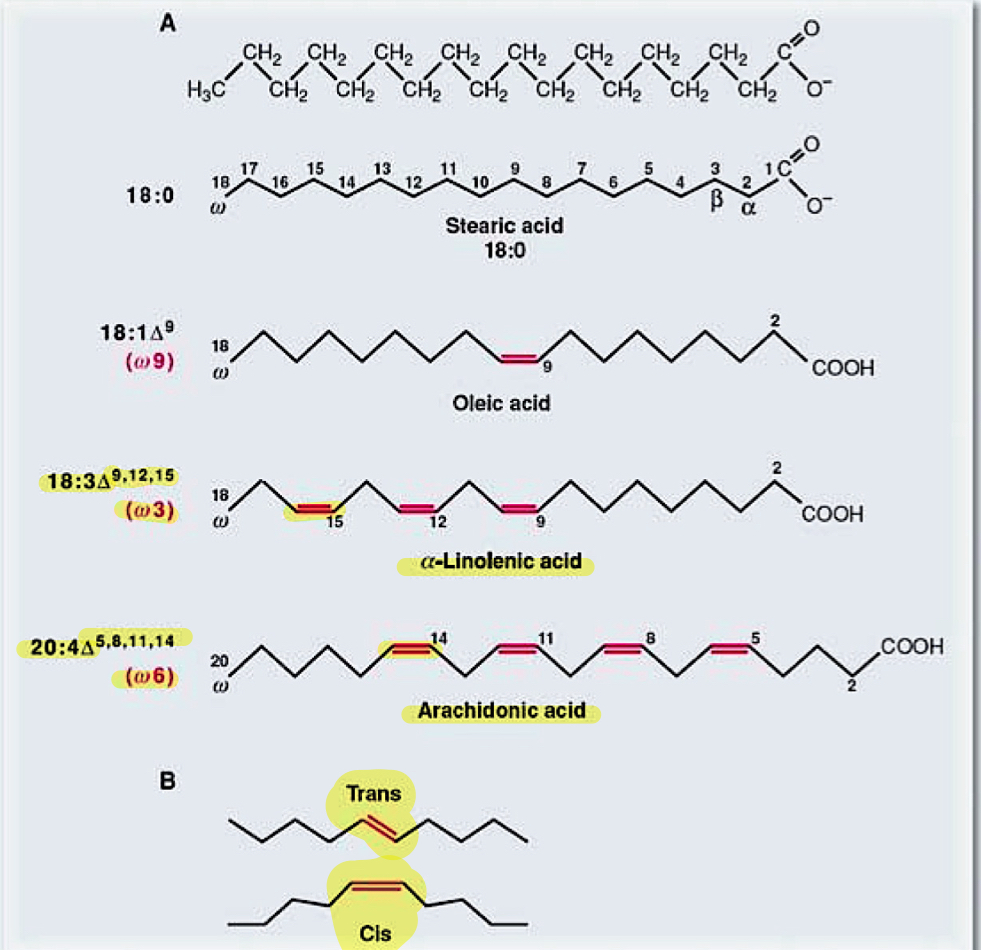 <p>triglyceride is 3 fatty acids combined</p><ul><li><p>saturated—&gt; bent tail</p></li><li><p>unsaturated—&gt; unbent</p></li><li><p>cis or trans describe the double bonds</p></li></ul><p></p>