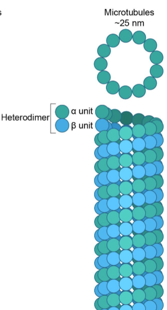 <p><em>largest part of the cytoskeleton</em></p><ul><li><p>made of tubulin dimers</p></li><li><p>guides movement</p></li><li><p>separates chromosomes</p></li><li><p>has centrosomes that contain centrioles</p></li><li><p>has cilia & flagella used for locomotion</p></li></ul><p></p>