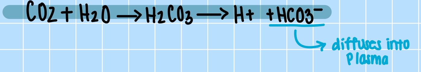<p>CO2 enters RBC’s → carbonic anhydrase converts it to carbonic acid → breaks into H+ and HCO3-</p>