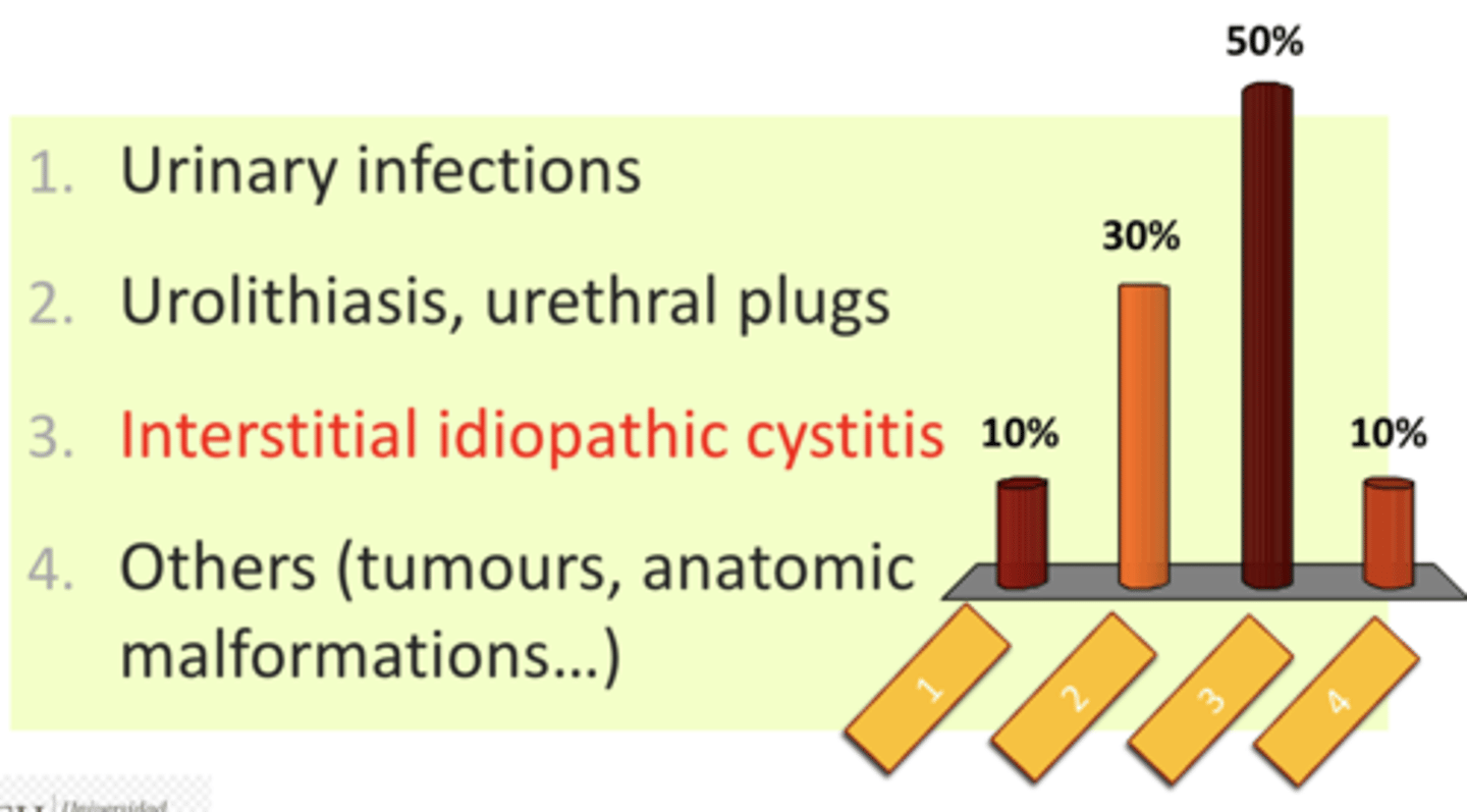 <p>Feline Idiopathic Cystitis, mostly caused by stress</p>