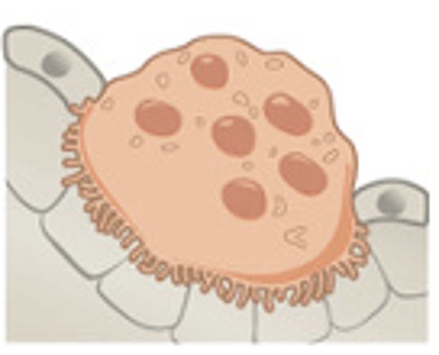 <p>bone chewing cells responsible for resorption (removal of bone mineral and organic matrix)</p>