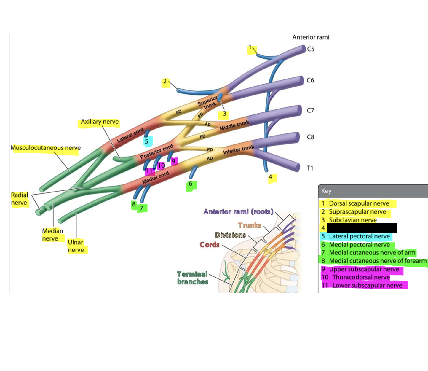 knowt flashcard image