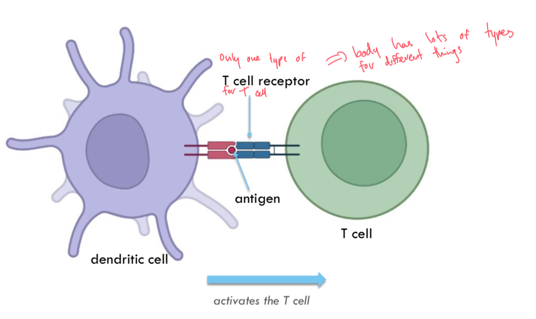 <p>Eg activated dendritic cell and T cell.</p>