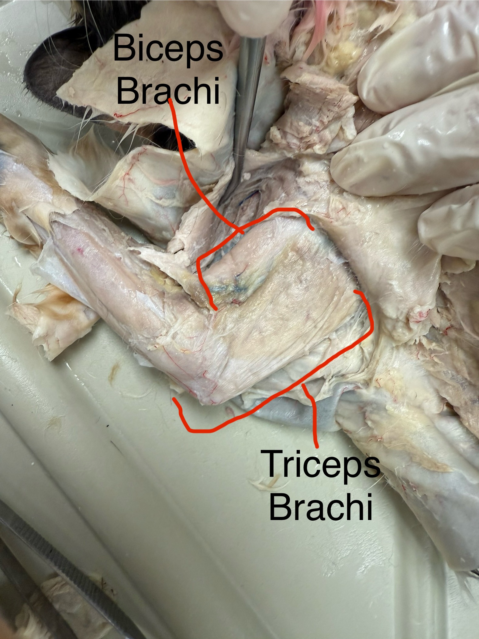 <p>Next card for drawing of both →</p>