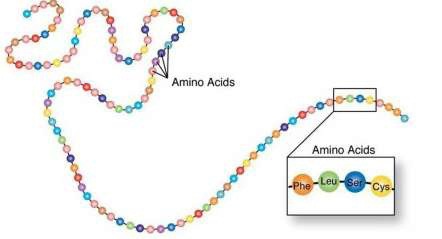 ~ A molecule formed from more than 2 amino acids bonded by peptide bonds