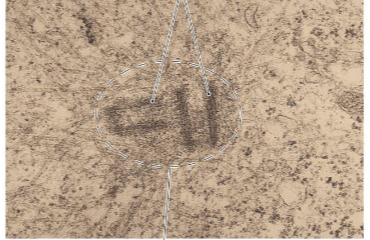 <ul><li><p>9+0 Triplet arrangement Made into Microtubules </p></li><li><p>Role is Mitosis, Division, Cytokinesis</p></li><li><p>Form Cilia and Flagella </p></li><li><p>Not all cells have centrioles</p></li></ul><p></p>
