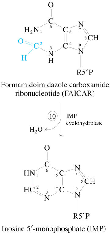 <p>FAICAR</p><p><span style="color: #7ac6ff">—IMP Cyclohydrolase→</span></p><p>IMP + H2O</p>