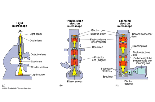 -biologists began using it in 1950s: spurred giant leap forward in cell structure knowledge
a microscope that uses magnets to focus an electron beam through, or onto the surface of, a specimen
-can distinguish biological structures as small as about 2 nm, a hundredfold greater resolution than a light microscope