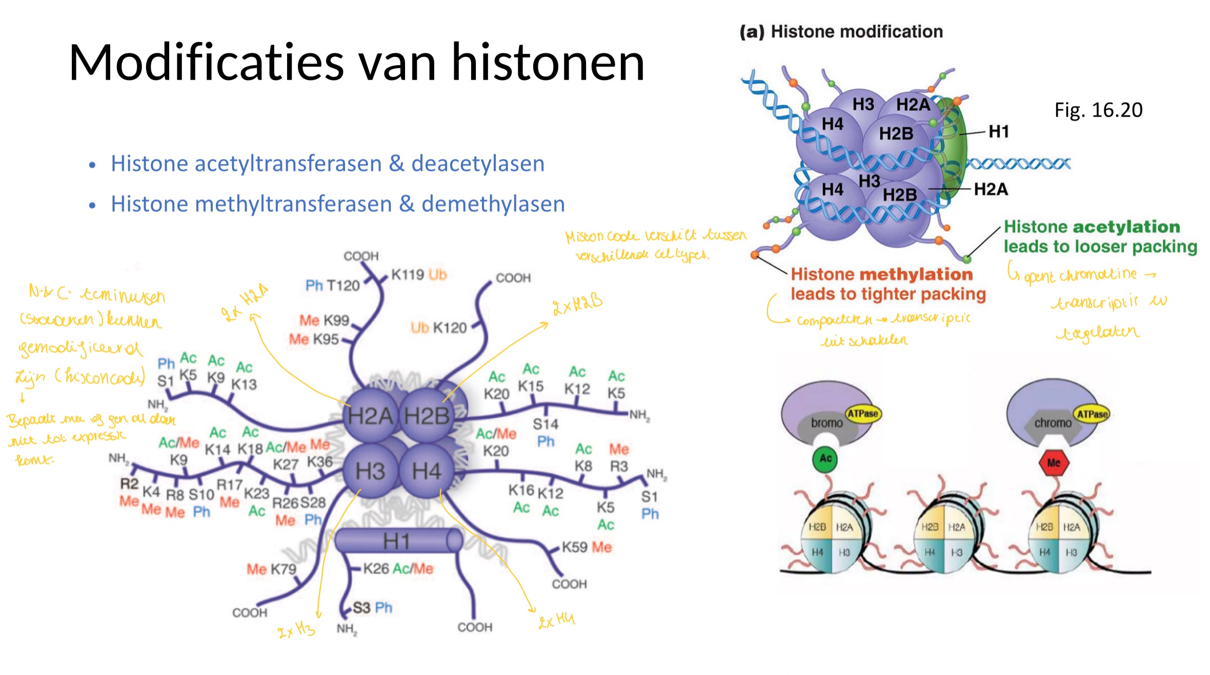 <p>histone methyltransferasen en demethylasen</p>