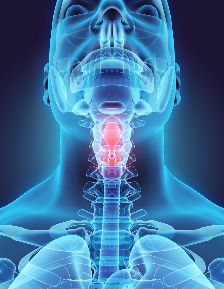 <p>flap of tissue that stays open when you breathe, closes when you swallow food</p>