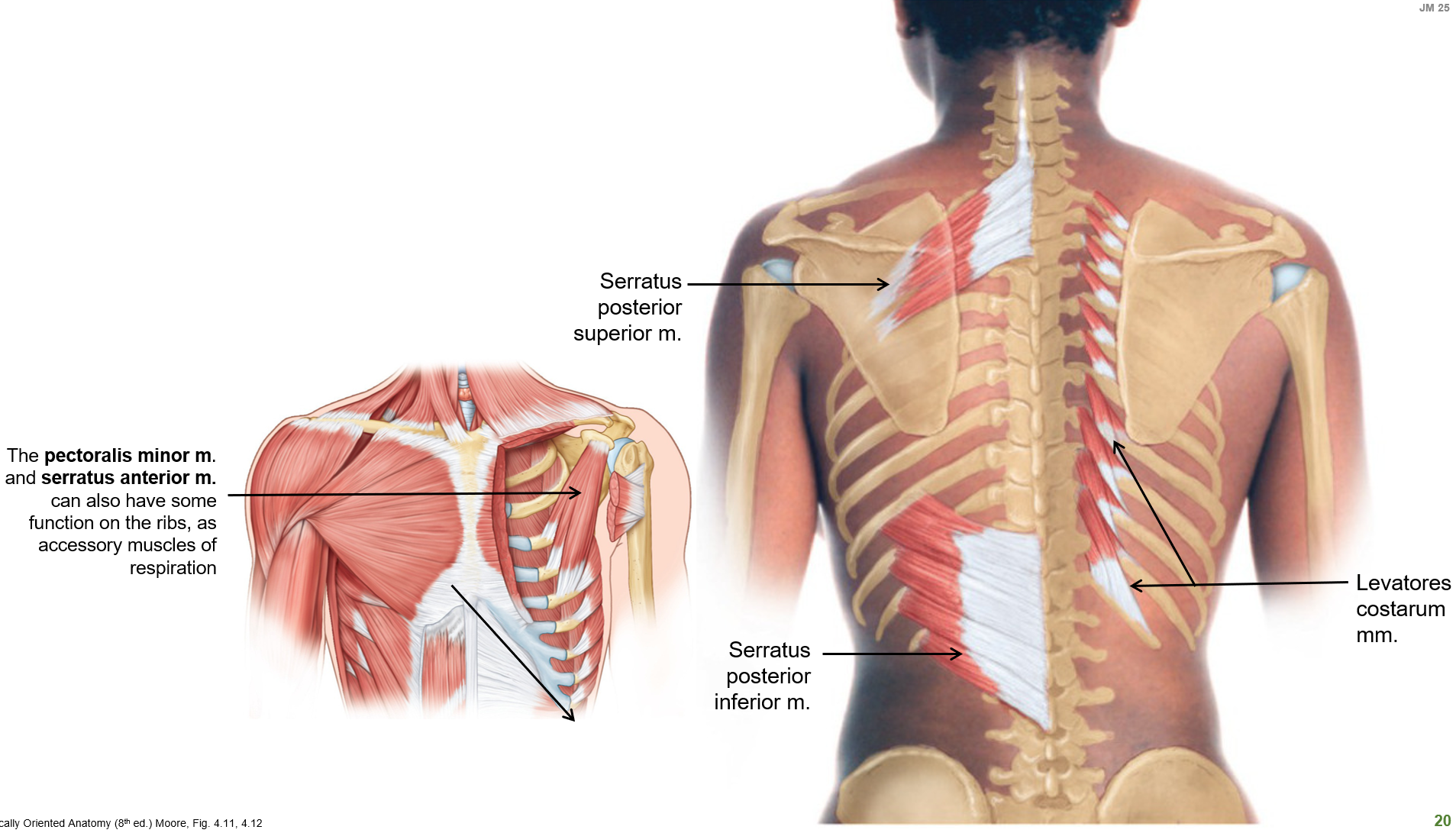 <p>Help <strong>elevate</strong> the ribs, assisting in respiration.</p>