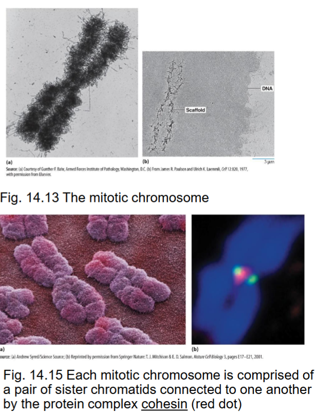 <ul><li><p>with condensin, are proteins responsible for compaction</p></li><li><p>associates with DNA of each chromosome prior to replication, forms ring to encircle 2 sister DNA molecules</p></li></ul><p></p>