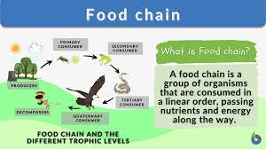 <p><span>Series of nutrient flow from organism to organism</span></p>