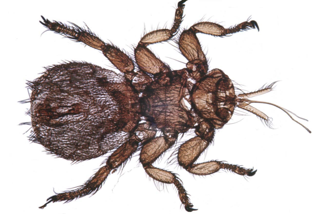 <p>what kind of fly</p>