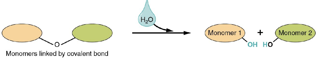 Takes in a water molecule

* Polymers are broken apart
* Monomer is released by addition of water adding OH to one monomer and H to the other. 