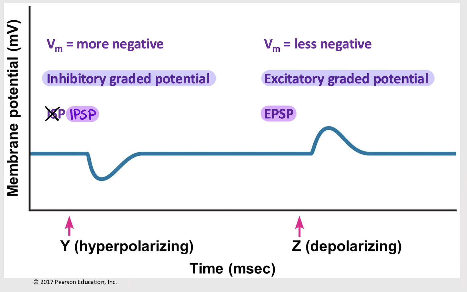 <p>hyperpolarizing</p>