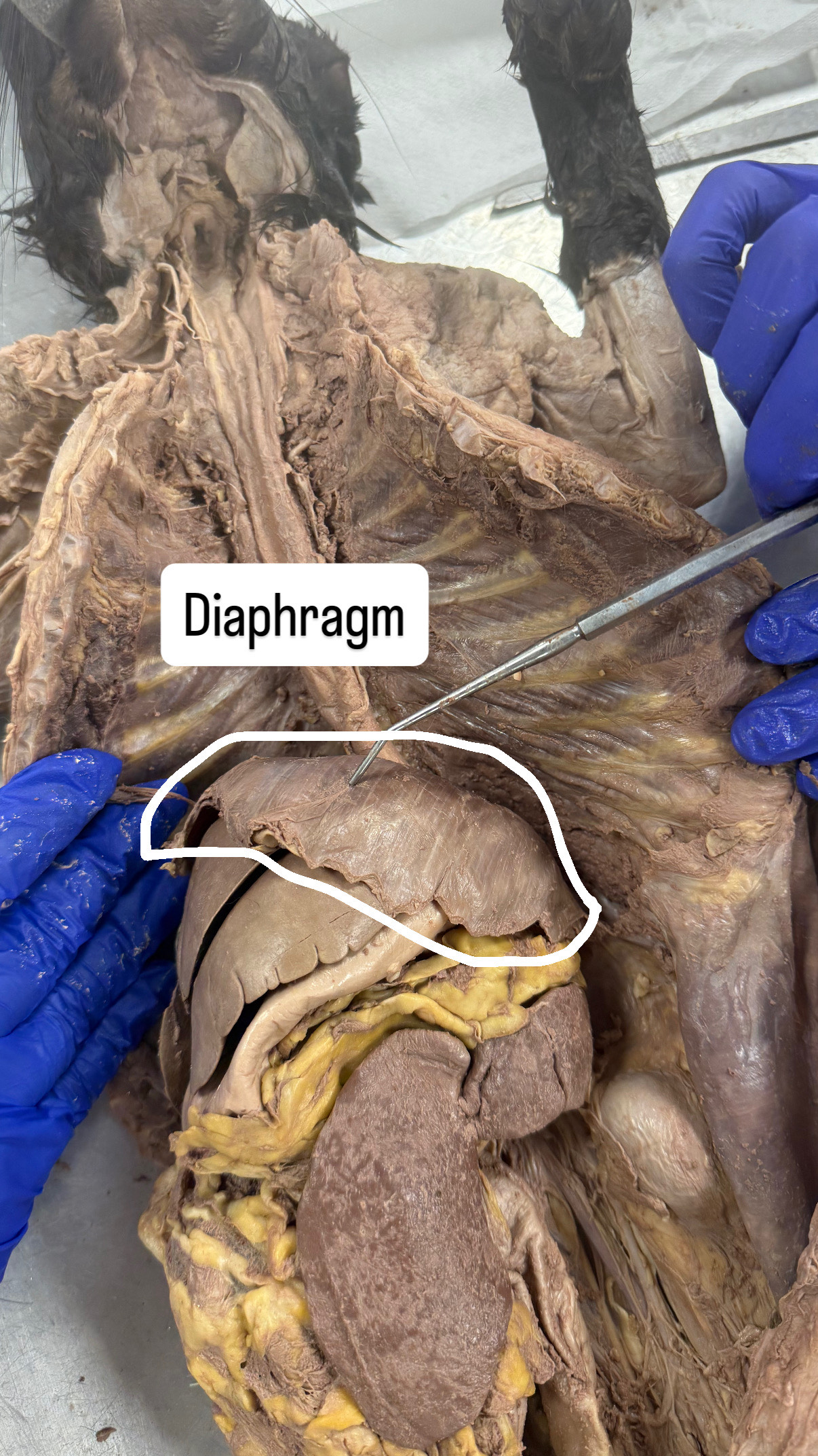 <p>Diaphragm</p>