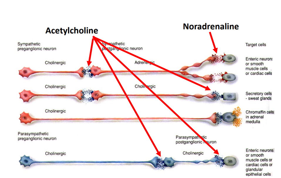<p>- sweat glands produce acetylcholine at the end as well as start, only exception</p><p>- nerve to adrenal medulla is long</p>