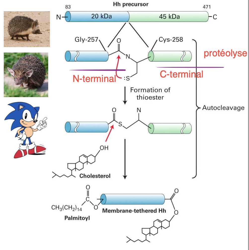 <ul><li><p>Un précurseur subit une autoprotéolyse en segment N-terminal et C-terminal.</p></li><li><p>C-terminal est dégradé alors que N-terminal est actif pour induire la signalisation.</p></li><li><p>Ajout de cholésterol et de palmitoylation → très hydrophobe pour se lier à la membrane.</p></li></ul><p></p>