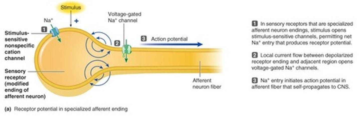 <p>It describes how receptors are activated, how stimuli are carried, and how action potentials are generated.</p>