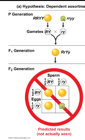 <ul><li><p>traits of two characters remain together</p></li></ul><p></p>