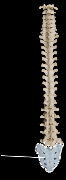 <p>What is the highlighted bone called?</p><p>(Posterior view).</p>