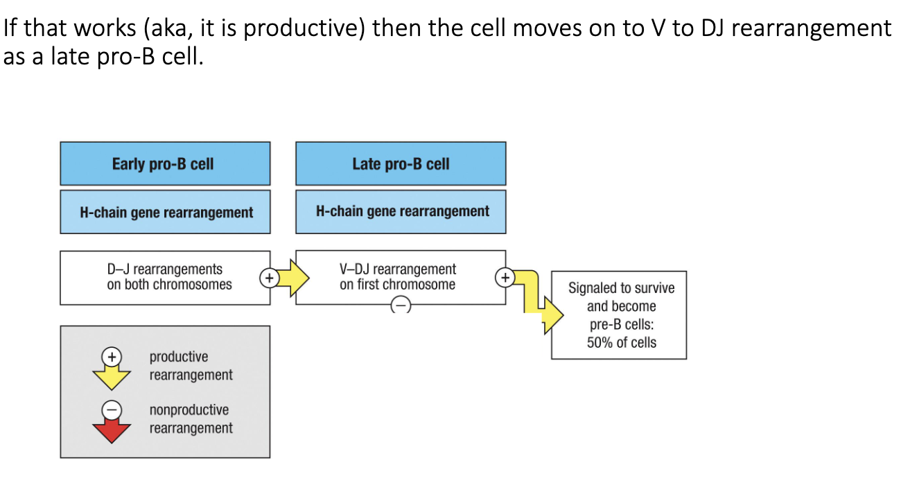 <ul><li><p>After successful D–J joining → cell moves to <strong>late pro-B stage</strong>.</p></li><li><p>Next step: <strong>V → DJ recombination</strong> (full heavy-chain rearrangement).</p></li><li><p>Productive rearrangement = <strong>cell survival</strong>; non-productive = retry or die.</p></li><li><p>Only <strong>~50%</strong> of cells successfully complete this step.</p></li></ul><p></p>