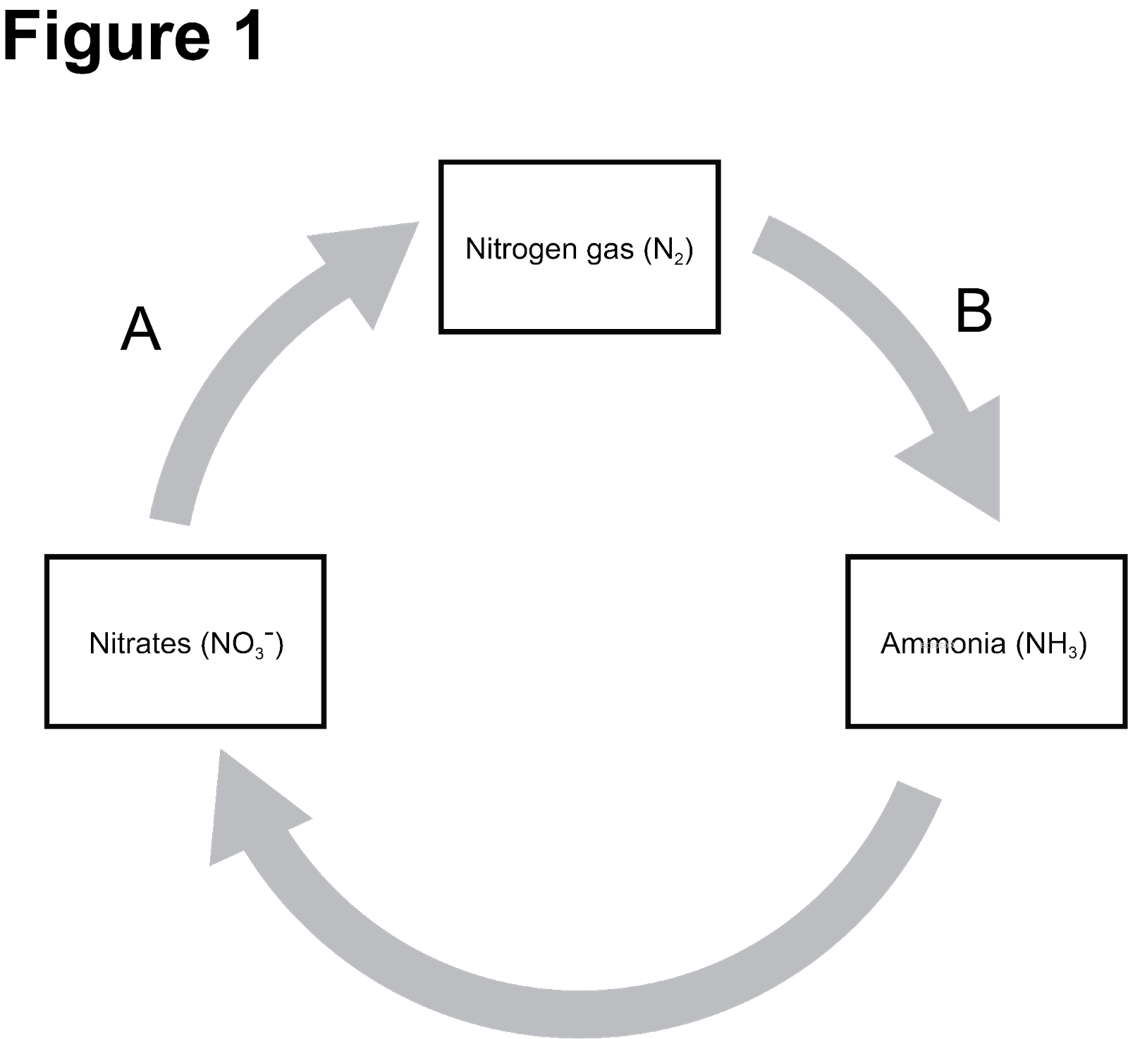<p><strong>Figure 1 </strong><span><span>shows part of the nitrogen cycle.</span></span></p><p><span style="line-height: 1;"><span>$i)$</span></span><span><span> Name processes </span></span><strong>A </strong><span><span>and </span></span><strong>B </strong><span><span>in </span></span><strong>Figure 1</strong><span><span>. [2 marks]</span></span></p>