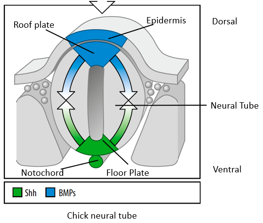 <p>The neural tube is polarized along its D-V axis by 2 opposing signaling systems: </p><ol><li><p><strong><u>TGF-β ligands (mainly BMPs)</u></strong> secreted by the dorsal Roof Plate induce <strong><u>dorsal neuronal fates</u></strong> (e.g., sensory relay interneurons). </p></li><li><p><strong><u>Sonic Hedgehog (Shh)</u></strong> secreted by the ventral Floor Plate and the notochord induces <strong><u>ventral neuronal fates</u></strong> (e.g., motor neurons, ventral interneurons).</p></li></ol><p></p><p>BMP signalling from the epidermis specifies the roof plate, BMPs from the roof plate pattern the dorsal half of the neural tube.</p><p>Shh signalling form the notochord specifies the ventral floor plate, Shh from the floor plate patterns the ventral half of the neural tube.</p>