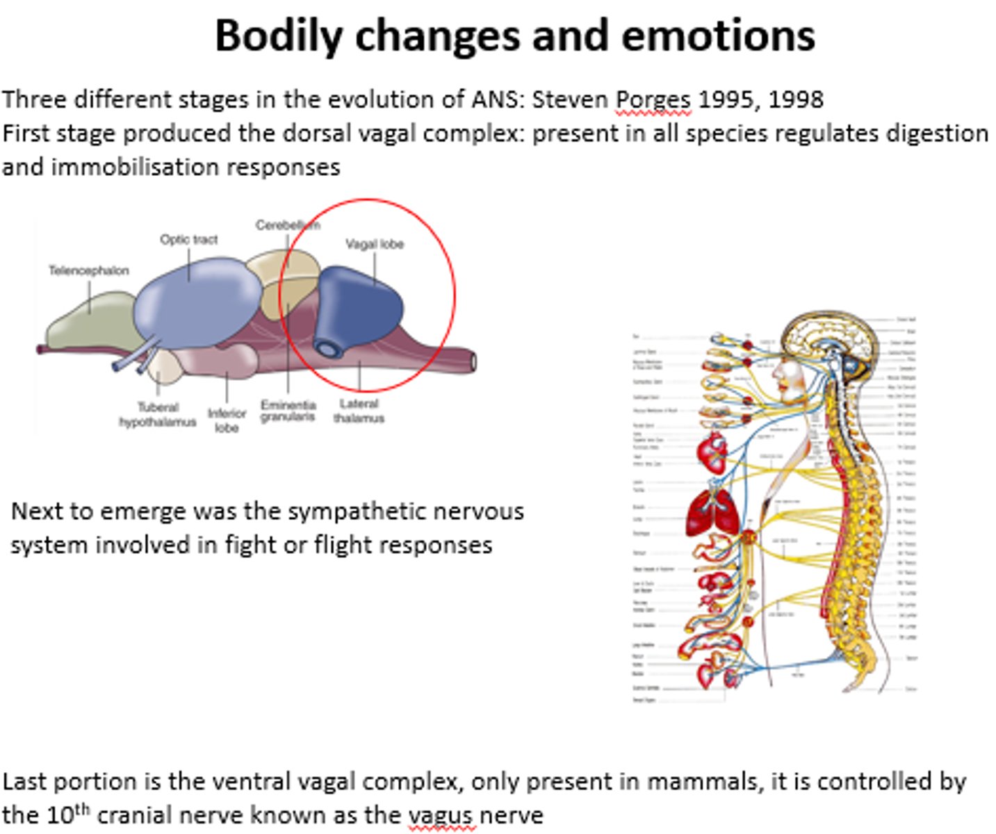 <p>- composed of NTS, area postrema, dorsal motor nucleus of vagus</p><p>- integrates gut-brain signals (CCK, GLP-1, vagal input)</p><p>- communicates with hypothalamus (ARC, PVN)</p><p>- helps regulate meal size & satiety</p>