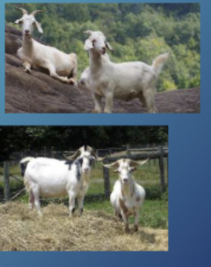 <p>Origin: New Zealand, crossbreeding feral does, imported to US 1990s</p>