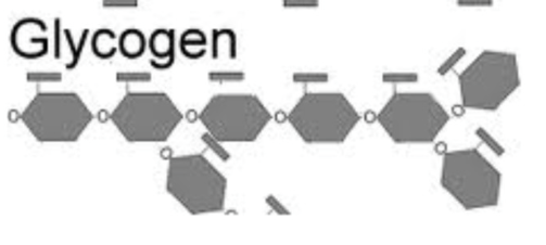 <p>storage form of glucose in animals</p><ul><li><p>branched polymer of glucose</p></li><li><p>found in liver and skeletal muscle</p></li><li><p> polysaccharide </p></li></ul><p></p>