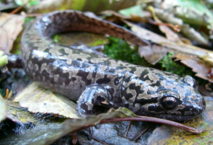 <p><span><strong><u>Distribution: </u></strong></span></p><ul><li><p><span>Pacific Northwest from California to southern Canada</span></p></li><li><p><span>Rocky Mountains of Idaho and Montana</span></p></li></ul><p><br><span><strong><u>CA species: 2 sp., Dicamptodon ensatus, Dicamptodon tenebrosus</u></strong></span></p><p><br><span><strong><u>Traits: </u></strong></span></p><ul><li><p><span>Large, brown mottled with black</span></p></li><li><p><span> absent or facultative metamorphosis</span></p></li></ul><p></p>