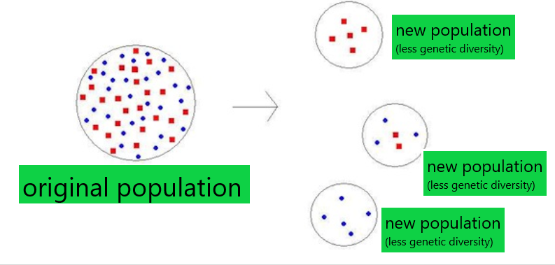 small group of individual establish a new population that has less genetic diversity than the original population 