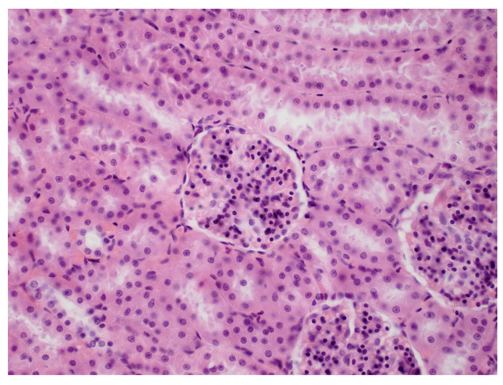 <p>Simple cuboidal epithelium.</p>