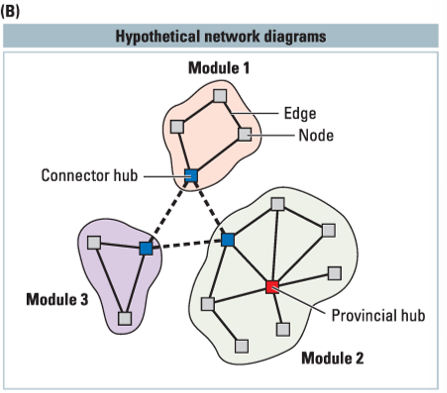 <p>neural elements</p>