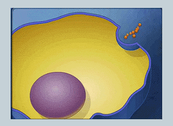 <p>A vesicle fuses with the cell membrane to release its contents outside of the cell. </p>