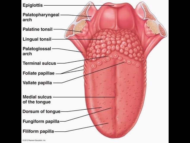 <p>How many receptors does a taste bud have?</p>