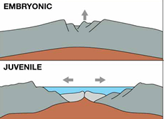 <p>JUVENILE </p><ul><li><p>spreading of crust without subduction, starting to develop oceanic crust in the continental rift</p></li><li><p>high heat flows</p><p>result: narrow sea </p><p>Ex: Red Sea </p></li></ul><p></p>