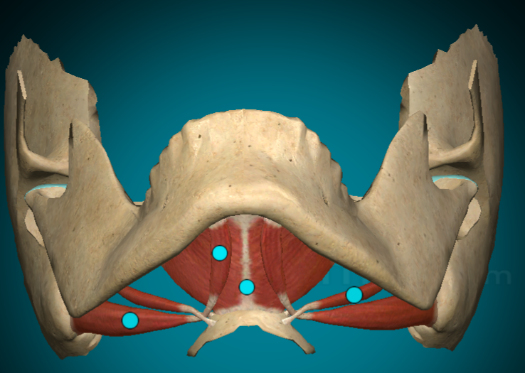 <p>What muscle is this and what does it do?</p>
