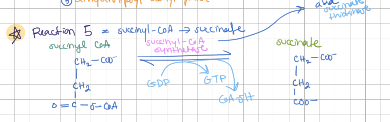 <p><strong>Step 5</strong>: <strong>Succinyl-CoA</strong> → <strong>Succinate</strong> (E = <strong>Succinyl-CoA Synthetase</strong>)</p><ul><li><p>+GTP (synthetase)</p></li><li><p>remove CoA-SH</p></li><li><p>coupled with SLP</p></li></ul><p></p>